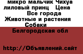 микро мальчик Чихуа лиловый принц › Цена ­ 90 - Все города Животные и растения » Собаки   . Белгородская обл.